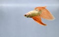 Betta fish Fancy Orange Dragon Veiltail fighting fish from Thailand