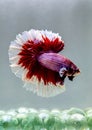 Betta fish Fancy Pink Red Halfmoon Rose Tails fighting fish from Thailand Royalty Free Stock Photo