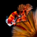 Betta fish Fight in the aquarium