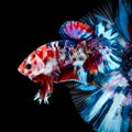 Betta fish Fight in the aquarium