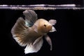 Betta fish gold and yellow fish on the water surface, Betta Fish type of Big ear Royalty Free Stock Photo