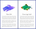 Betta Fish with Green Tiger Barb Vector Posters