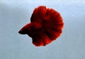 Betta fish Royal Red Emperor Halfmoon fighting fish from Bangkok Thailand Royalty Free Stock Photo