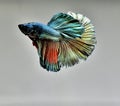 Betta fish Fancy Red Copper Halfmoon fighting fish from Bangkok Thailand Royalty Free Stock Photo