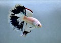 Betta fish Fancy White Red Blue Halfmoon fighting fish from Bangkok Thailand Royalty Free Stock Photo