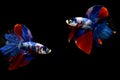 Betta fish Fancy Red Blue Halfmoon fighting fish from Bangkok Thailand Royalty Free Stock Photo