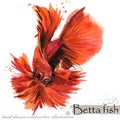 Betta fish watercolor illustration