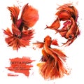 Betta fish hand drawn watercolor illustration set.