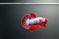 Betta fish hellboy siamnese Fighting Fish Splendens swimming in Fish tank