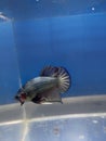 Betta fish Indonesia hist 2021