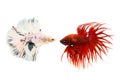 Betta fish isolated on white background, action moving moment of Betta Crowntail, Siamese Fighting Fish