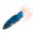 Betta fish isolated on white background.