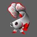 Betta fish Japan color vector image. Royalty Free Stock Photo