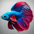 Betta fish koi fish kohaku Red White