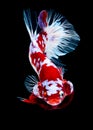 Betta fish koi fish kohaku Red White