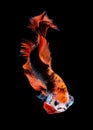 Betta fish koi fish kohaku Red White