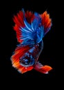 Betta fish koi fish kohaku Red White