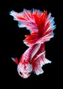 Betta fish koi fish kohaku Red White