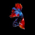 Betta fish koi fish kohaku Red White