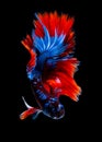 Betta fish koi fish kohaku Red White