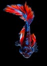 Betta fish koi fish kohaku Red White