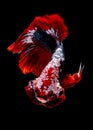 Betta fish koi fish kohaku Red White