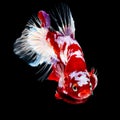 Betta fish koi fish kohaku Red White