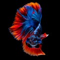 Betta fish koi fish kohaku Red White