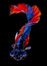 Betta fish koi fish kohaku Red White