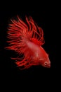 Betta fish