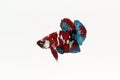 Betta fish, Red betta, Beautiful Thai betta fish on white background Royalty Free Stock Photo
