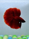 Betta fish Royal Red Emperor Halfmoon fighting fish from Bangkok Thailand Royalty Free Stock Photo