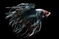 The betta fish\'s fierce and determined expression set against the black backdrop captures the essence.