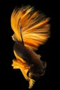 The betta fish\'s golden tail shimmers with an ethereal glow captivating the eye and drawing attention.