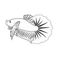 Betta fish or Siamese fighter, black and white hand drawn design in simple Royalty Free Stock Photo