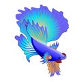 Betta fish or Siamese fighter of Thailand, colorful hand-drawn design in simple Royalty Free Stock Photo