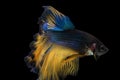 Betta fish, siamese fighting fish, betta splendens