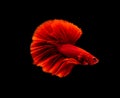 Betta fish, siamese fighting fish, betta splendens isolated on black background