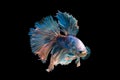 betta fish, siamese fighting fish