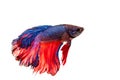 Betta fish Royalty Free Stock Photo