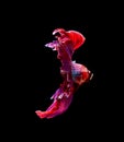 Betta fish, siamese fighting , betta splendens isolated on black background