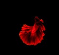 Betta fish, siamese fighting , betta splendens isolated on black background