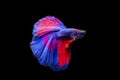 Betta fish, siamese fighting fish betta splendens,isolated on black background