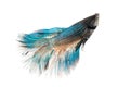Betta fish Royalty Free Stock Photo