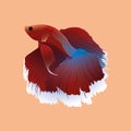 Betta fish, siamese fighting fish