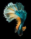 Betta fish Royalty Free Stock Photo