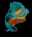 betta fish