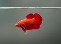 Betta fish super red Halfmoon siamnese Fighting Fish Splendens swimming in Fish tank Royalty Free Stock Photo