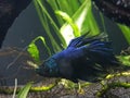 Betta Splendens & x27;Timaeus& x27; Royalty Free Stock Photo