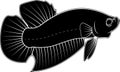Betta Fish Vector silhouette Royalty Free Stock Photo